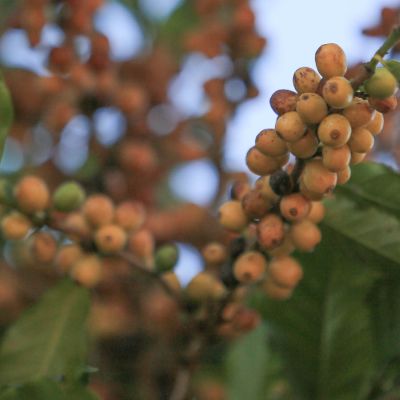 Yellow coffee cherries ripen at a South Minas farm. This is from Carmo area, not Machado, which we have not visited.