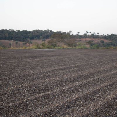 "Natural" coffee, aka "Dry Process", dries on cement patios. This is not Ana Maria's farm, but another in the Cerrado region.