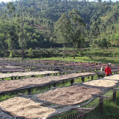 Coffee dries on raised beds made of wood and wire, at the Masha washing station in Gatara Commune, Kayanza, Burundi.