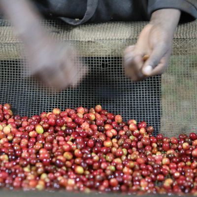 Sorting out unripe coffee cherries by hand at the Kibingo coffee mill in Kayanza. The cherry will be sorted throughout the drying stage (roughly 30 days) and helps produce the top grades.
