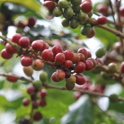 Another coffee cherry photo from a farm in Colline Rugembe, Mutambu
