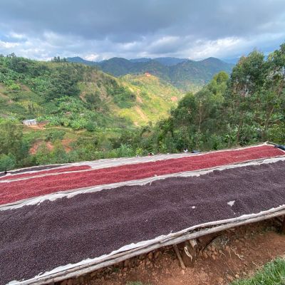 A shot of the drying beds at Kinama mill. The bright red cherry was just harvested, whereas the darker colored coffee fruit has been drying for several days.