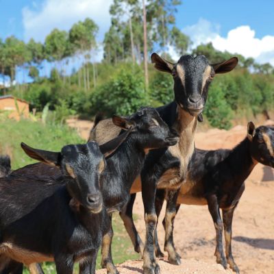 Goats along the road in Collines Murambi, where this coffee is from. Burundi.