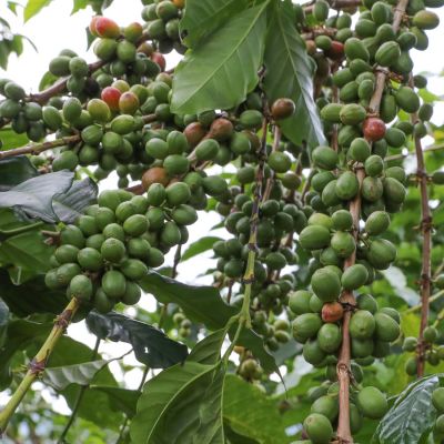 Coffee cherries ripening from green to red at a coffee farm in Murambi hill.
