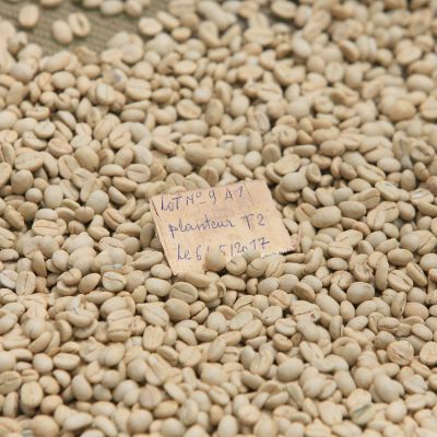 Green coffee still in the parchment layer drying on the raised coffee drying beds at the Murambi. The small note card on top of the coffee has all the information about this specific coffee for tracing purposes, such as delivery date, lot ID, and where it