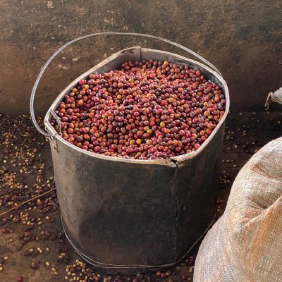 An old metal bucket of coffee cherries that were removed as second quality at the Yandaro wet mill, Kayanza, Burundi.