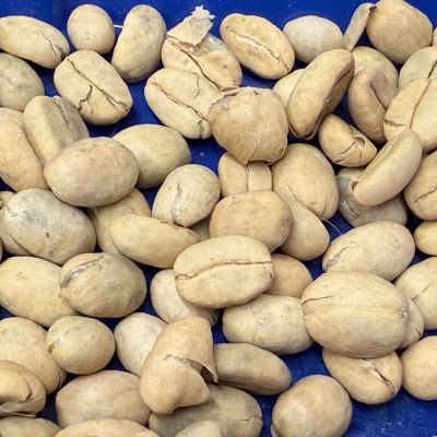 Coffee Plant Seeds