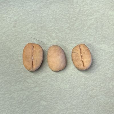 Three coffee seeds in parchment.