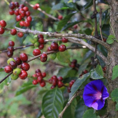 Red coffee cherries ripen on a shrub in Buesaco, Nariño.