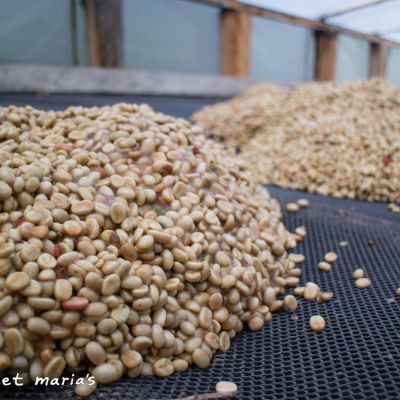 Small piles of honey process coffee that were recently moved to the drying beds where they will be spread to a thin layer to dry.