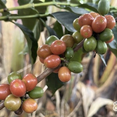 Pink bourbon ripening at a Huila coffee farm during our last visit.