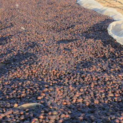 Coffee cherries dry on raised beds at a site in Yabitu Koba, Uraga, Ethiopia.