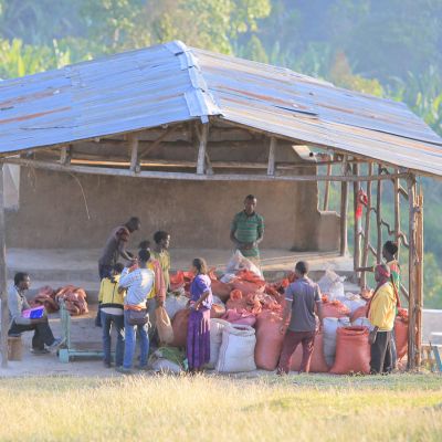 Farmers deliver coffee cherries to one of the sites for processing near Haro Wachu, Uraga.