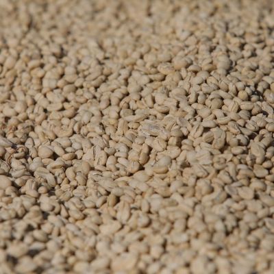Close-up photo of green coffee in its parchment layer drying on raised beds at an Uraga wet mill.