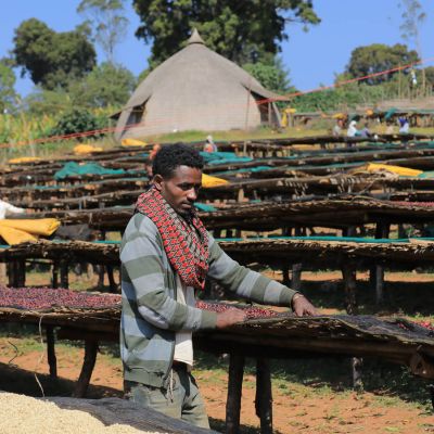 A worker turns the drying coffee cherries at the Goro site in Guji.