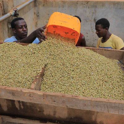 Wet coffee from the fermentation tanks is first drip dried on screens before moving to the raised drying beds. Hambela Wamena region.