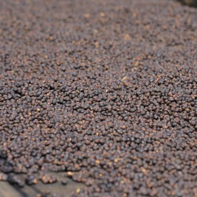 Dry process coffee cherries drying on raised beds at the Gerba Doku site in Guji, Ethiopia. Dry process Gerba Doku makes up almost half of this blend.
