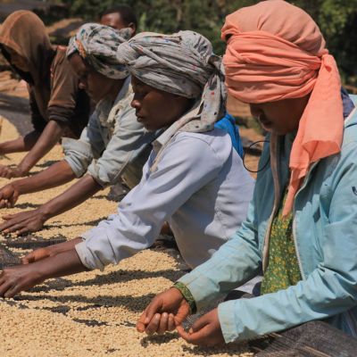 Workers sift through wet process coffee for defects while the coffee dries on raised beds at Gerba Dogo site, Guji.