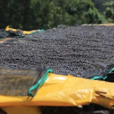 Whole coffee cherries dry to a dark purple color on raised tables at the Buliye site in Hambela Wamena, Ethiopia.