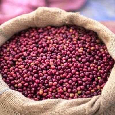 A jute bag filled with ripe coffee cherries in Halo Beriti town, Yirga Cheffe.