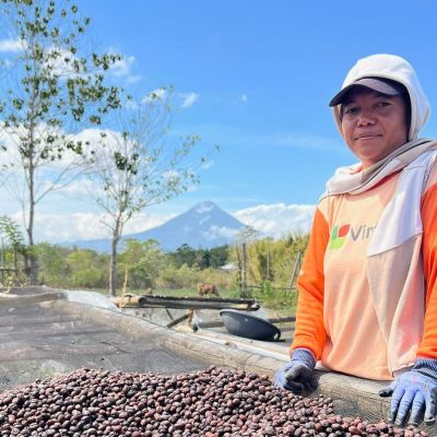 Sorting out defects from the robusta naturals on  raised beds in Manggarai area, Flores.