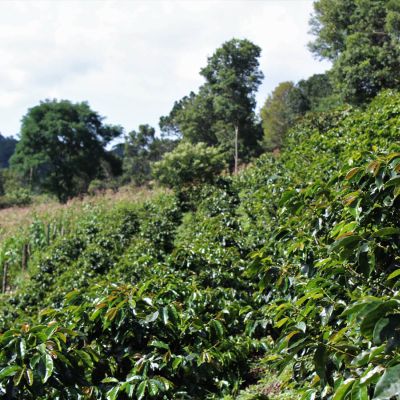Rows of green coffee plants with bronze tipped leaves at a farm in La Paz, Honduras.