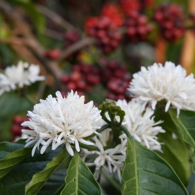 Large "pom pom" shaped flowers bloom on a Robusta plant in Chikmagalur region. These are much larger than Arabica flowers.