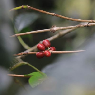 Red coffee cherries are ripe and ready to be picked at a farm near Gunung Papandayan, Garut, Java Sunda.
