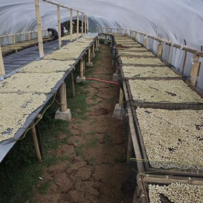 A drying room where wet process coffee dries on raised beds. Java Sunda region.