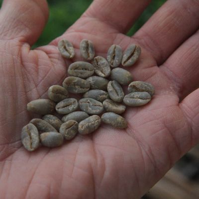 The dark green hue of wet hulled coffee at a processing site in West Java ("Sunda").