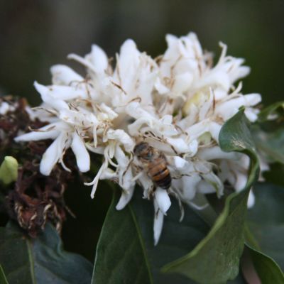 A honey bee collects nectar from a coffee flower at a Nyeri farm.