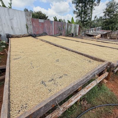 A shot of the sturdy wood-frame drying beds at Spike farm in Kiambu, Kenya.