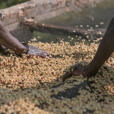 Farmers spread wet process coffee on raised drying beds at a Kirinyaga coffee Factory (not Kiri).