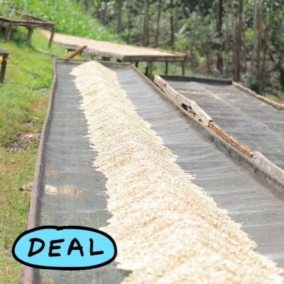 Wet Process coffee is first piled in the center of the beds to drip dry for a few hour before being spread to a thin layer. Kangunu Factory.