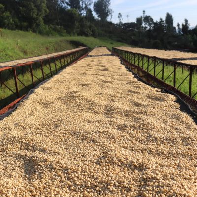 Long, raised drying tables filled with wet parchment coffee at Gathaithi Factory, Nyeri, Kenya.