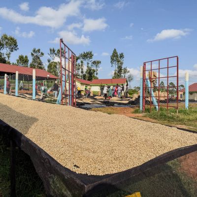 Parchment coffee drying on raised beds at Nyeri coffee Factory. (not Gititu).