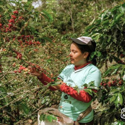 A farmer from the Cerro Blanco cooperative harvests ripe coffee cherries during the harvest. (Photo courtesy of APROCEB)