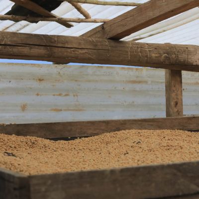 Coffee dries on raised beds in San Ignacio region.