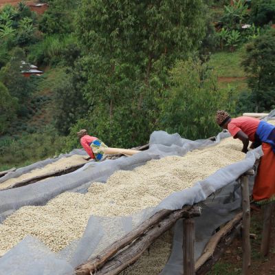 After pulping and fermenting, the wet parchment is moved to the drying tables where it is spread to a thin layer to dry in the sun. Migoti coffee washing station, Burundi.