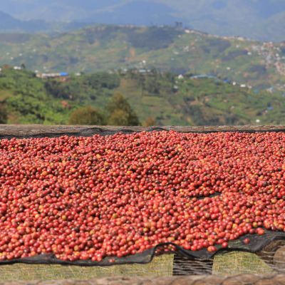 Whole cherries dry on raised beds made of wood and mesh at the Kagyo site, Rwanda.
