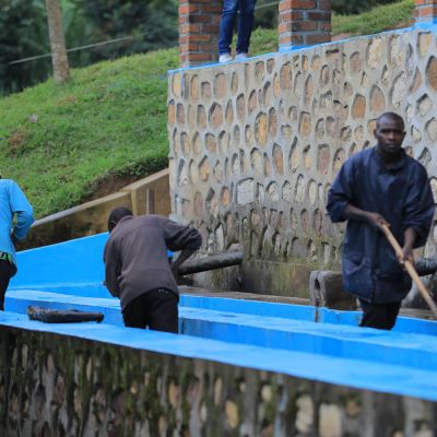 Workers wash the fruit mucilage from the green coffee seeds by agitating it with wooden paddles in washing channel. They also do a grade separation by continually pushing the coffee up stream, causing the heavy coffee to sink, while the light coffee float