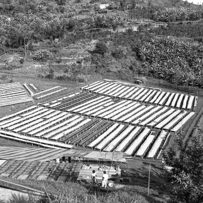 A photo of the Gatare green coffee washing station in Nyamasheke shows nearly 100 raised drying beds onsite, all will be full during the harvest peak. Gatare, Rwanda.