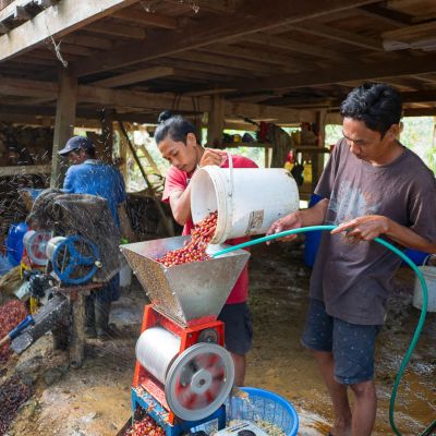 Processing coffee cherries in small pulpers at a site in Tana Luwu, Sulawesi.