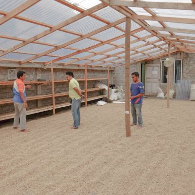 Inside one of the expansive coffee drying rooms at the Pendekar coffee cooperative, green coffee dries on raised beds, and cement patio floor below. Kerinci, Sumatra.