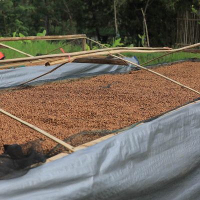 Honey process coffee, with it's dark reddish hue, dries on raised beds at the station in Gambung.