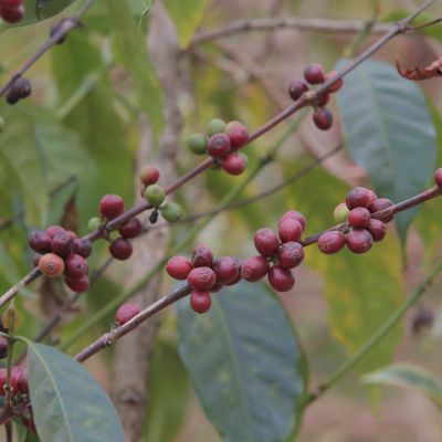 A bourbon coffee plant with ripening cherries at a Tanzanian coffee farm.