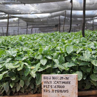 Young Catimor plants grow under a shade canopy at the Kateshi estate in Zambia's Kasama region.