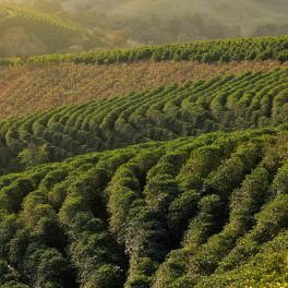 Brazil Pulp Natural Condado São José