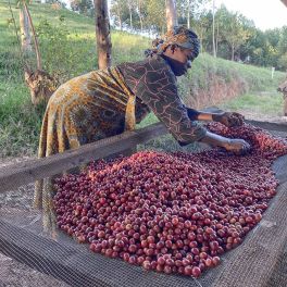 Burundi Dry Process Nemba