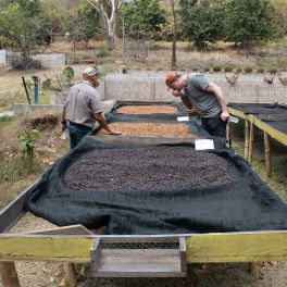 El Salvador Dry Process Finca San Luis